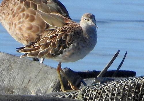 iNaturalist: (c) Dennis Hocking, some rights reserved (CC BY-NC), uploaded by Dennis Hocking iNaturalist image