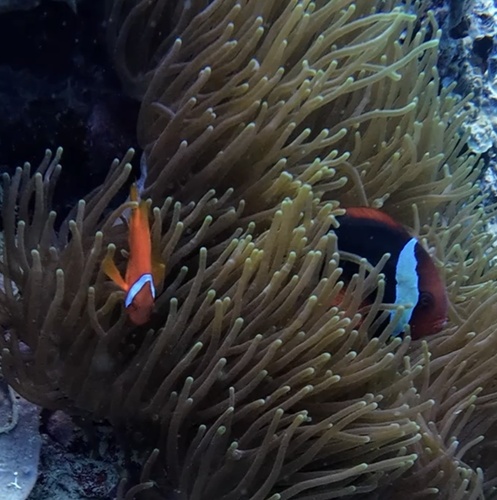 Amphiprion frenatus