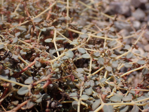 Parish's Sandmat (Euphorbia parishii)
