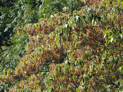 Turn-in-the-wind (Mallotus paniculatus)
