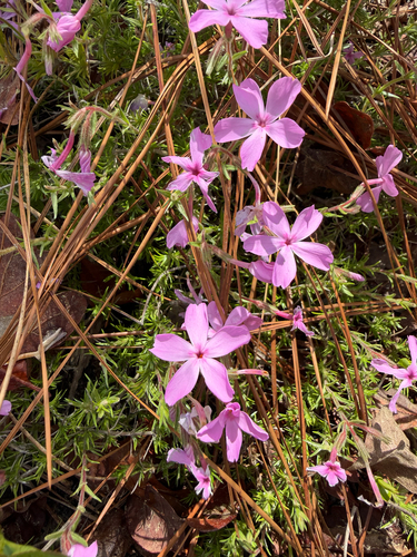 Phlox nivalis