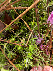 Phlox nivalis, photograph (c) Joey Parsons, some rights reserved (CC BY)