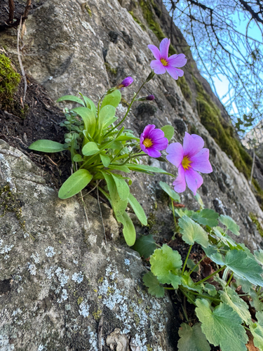 Maguire's Primrose (Primula maguirei)