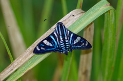 Nosphistia zonara