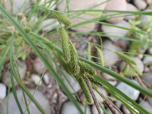 Kellogg's Sedge (Kellogg's) (Carex kelloggii)