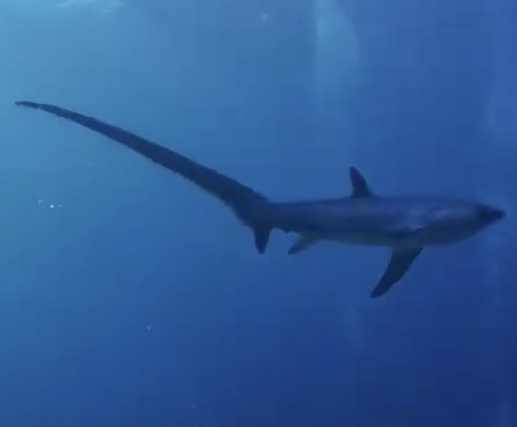 Pelagic Thresher