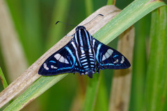 Nosphistia zonara