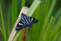 Nosphistia zonara