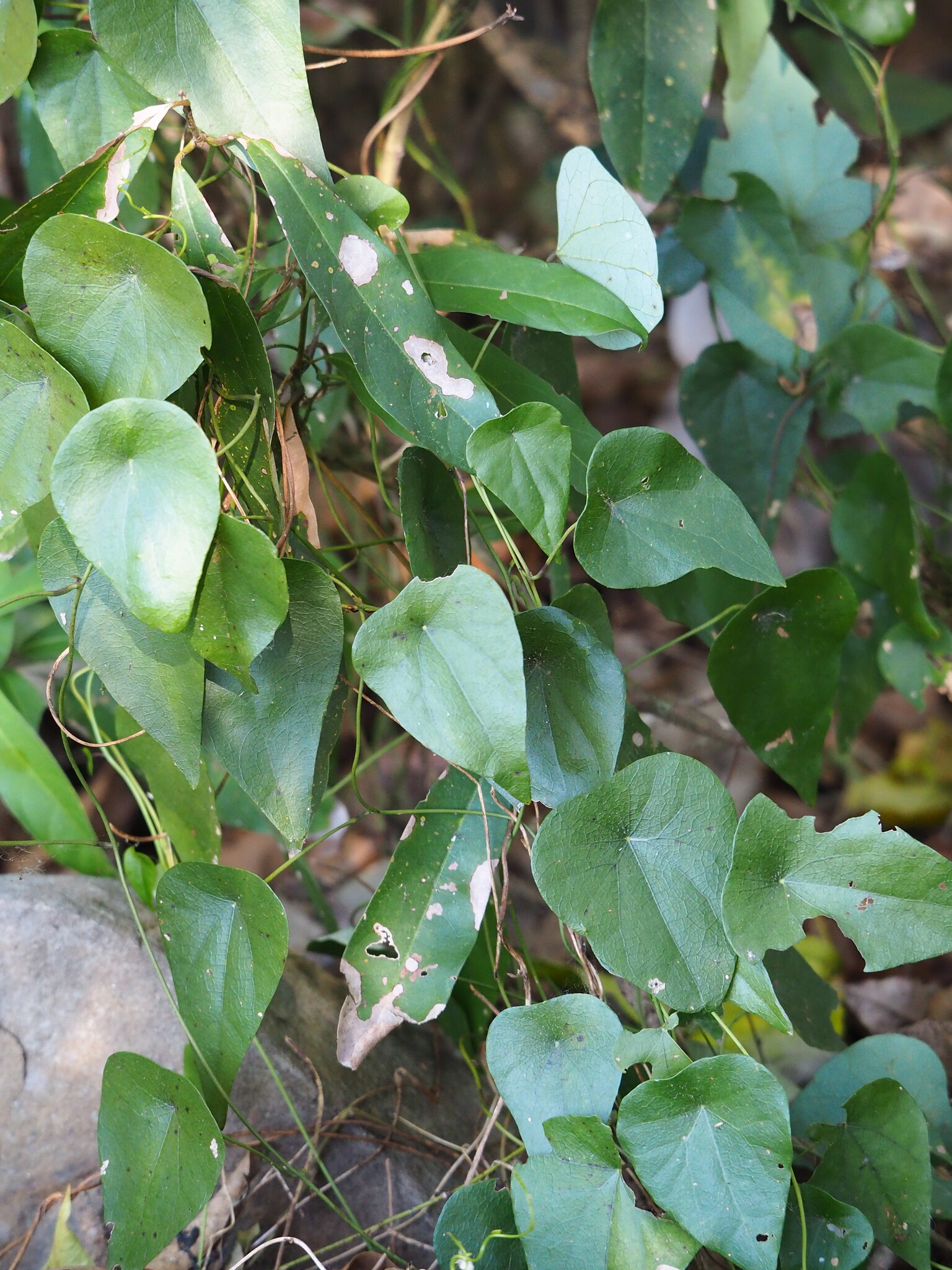 Long Stephania (Stephania longa)
