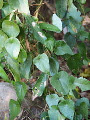 Long Stephania (Stephania longa)