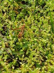 Polistes apachus