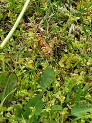 Polistes apachus