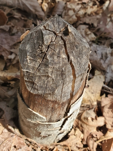 American Beaver photographed in Kentucky