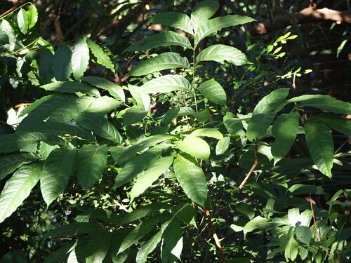 Honduras Mahogany (Swietenia macrophylla)