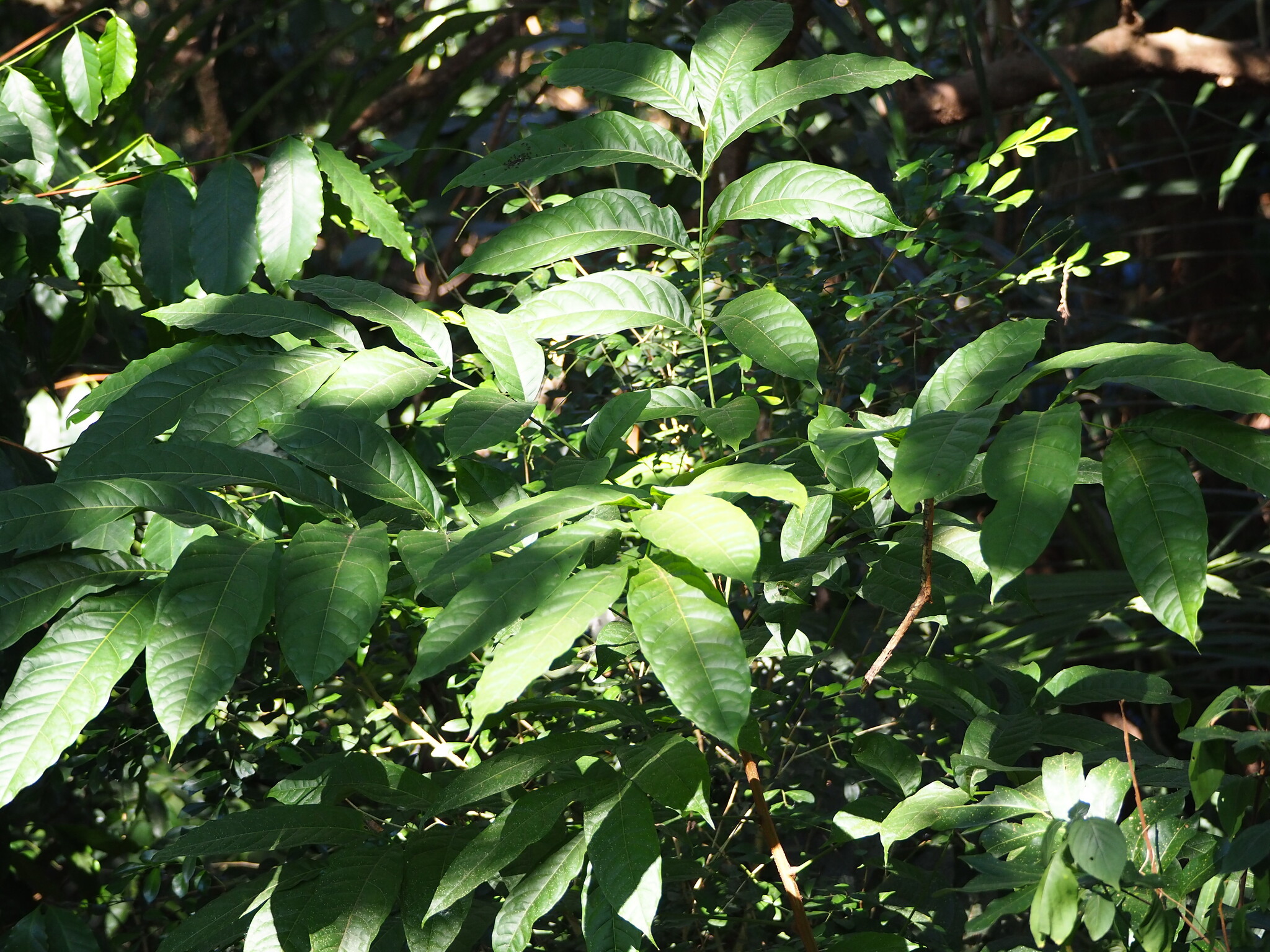 Honduras Mahogany (Swietenia macrophylla)