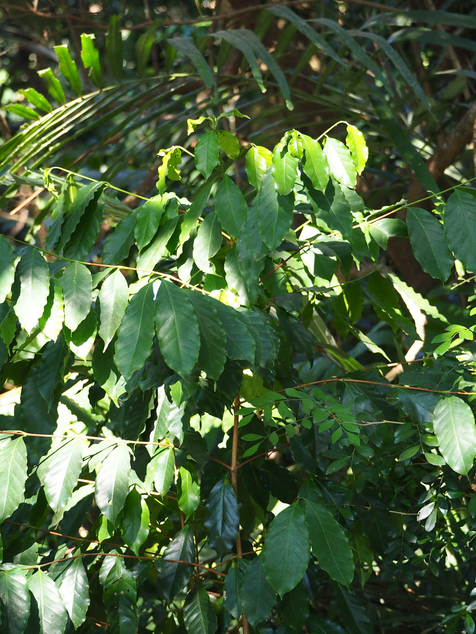 Coffee (Coffea arabica)