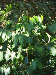 Le Caféier D'arabie (Coffea arabica)