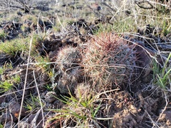 Pediocactus nigrispinus