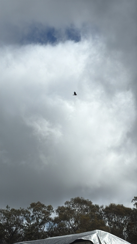 Wedge-tailed Eagle