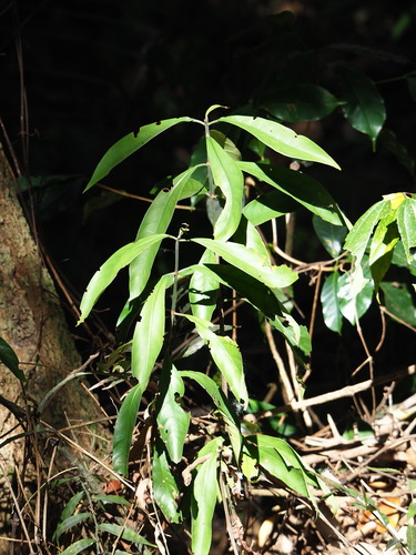 Red Psychotria (Psychotria asiatica)