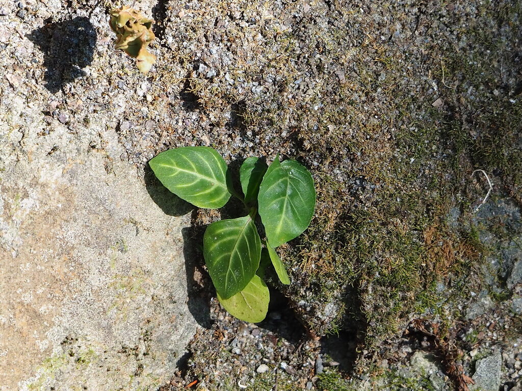 Lepidagathis inaequalis; photograph author not stated, no rights reserved