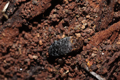 Dermestes undulatus