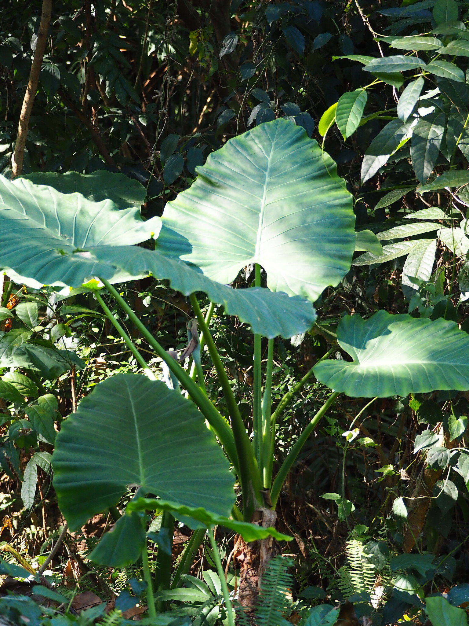 Asian Taro (Alocasia odora)