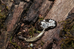 Dermestes undulatus
