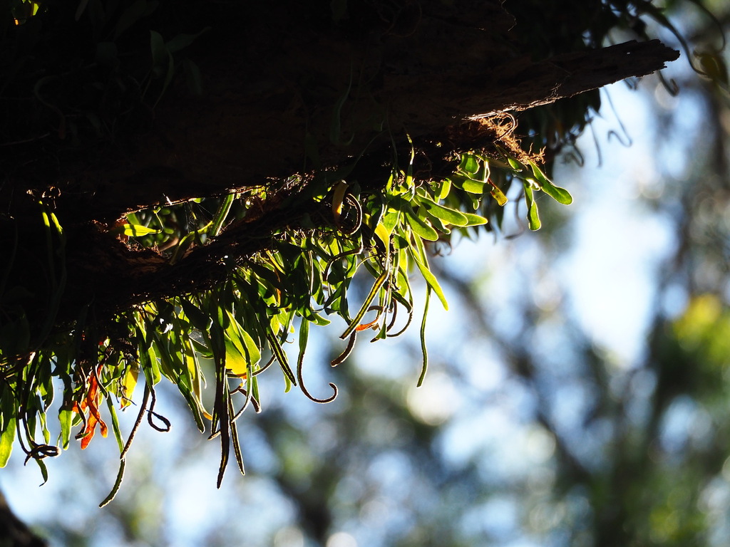 Pyrrosia lanceolata; photograph author not stated, no rights reserved