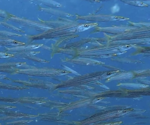Sphyraena obtusata