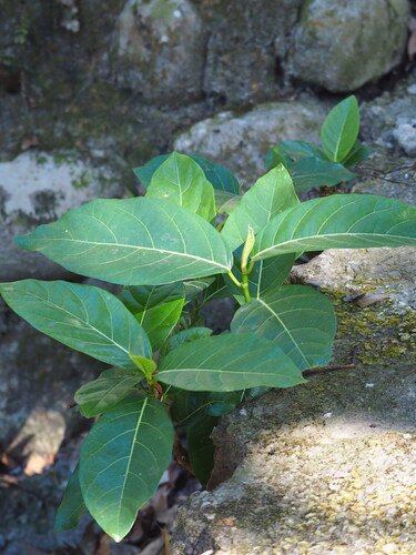 Hauili fig tree (Ficus septica)