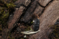 Dermestes undulatus
