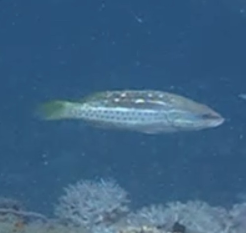Anyperodon leucogrammicus