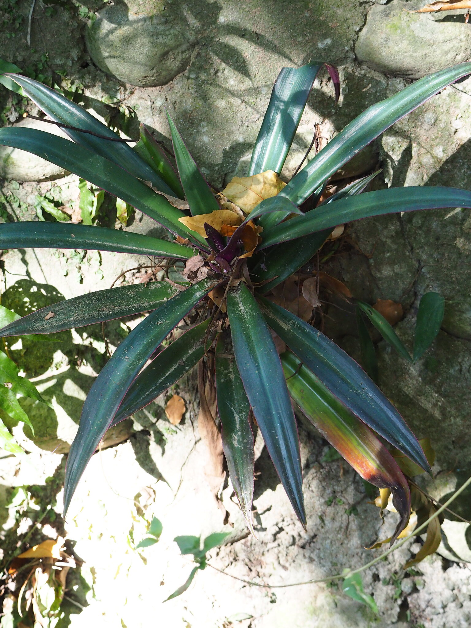 Imagem de Abacaxi-roxo