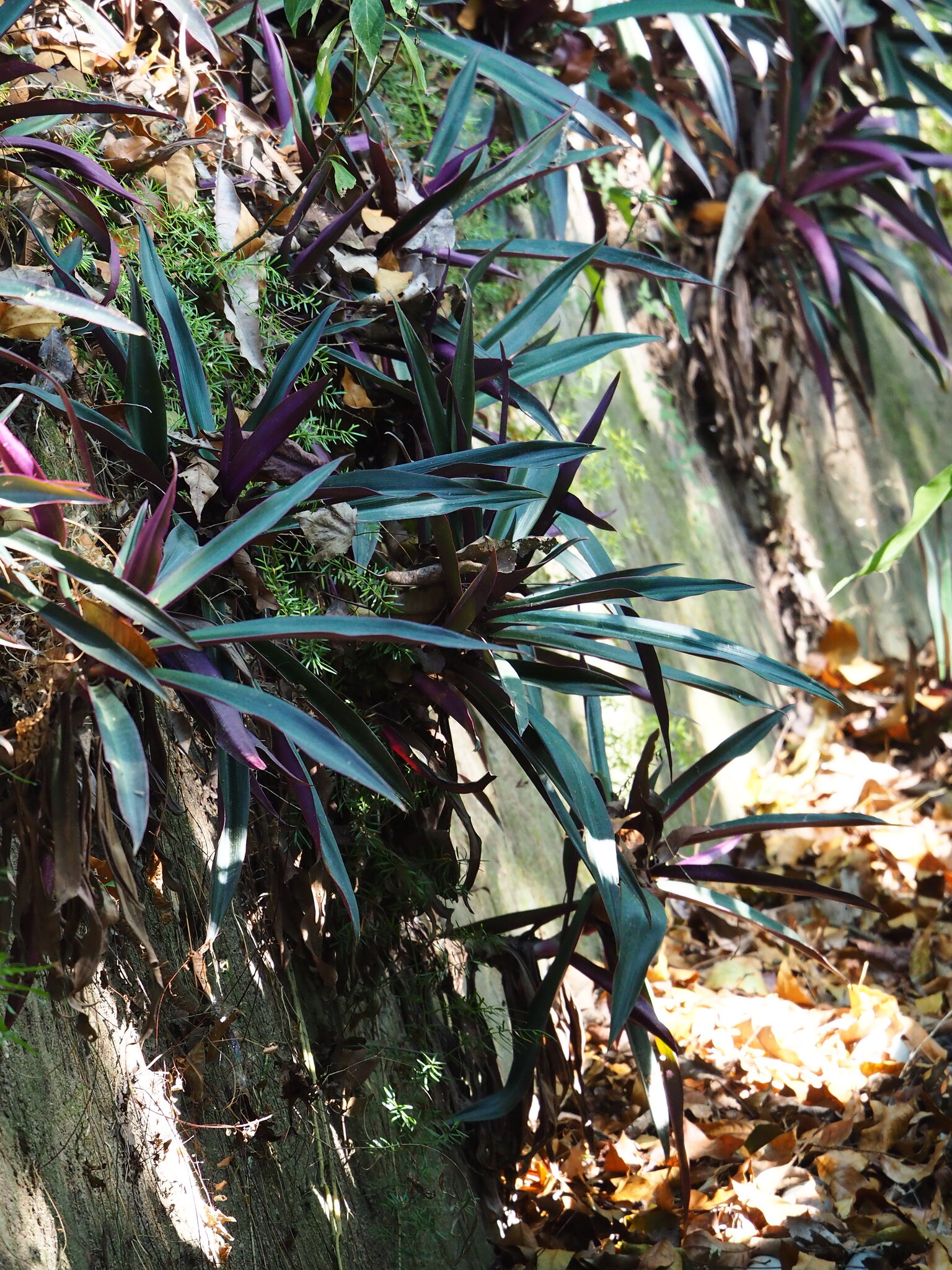Moses-In-The-Cradle (Tradescantia spathacea)