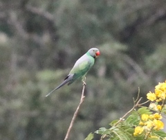 Psittacula calthrapae