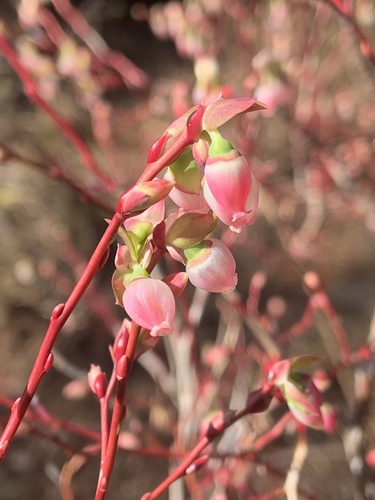 Vaccinium ovalifolium iNat (2)