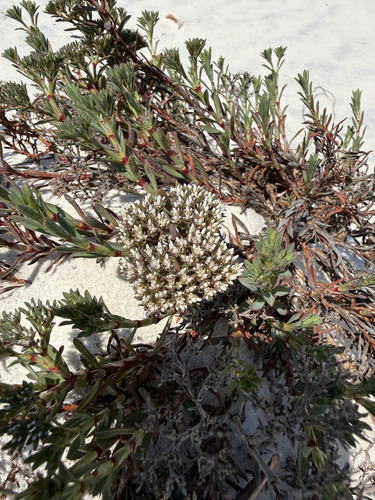 Paronychia erecta, photograph 6