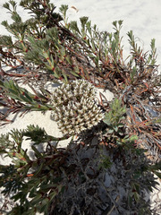 Paronychia erecta, photograph (c) sblumen, some rights reserved (CC BY)