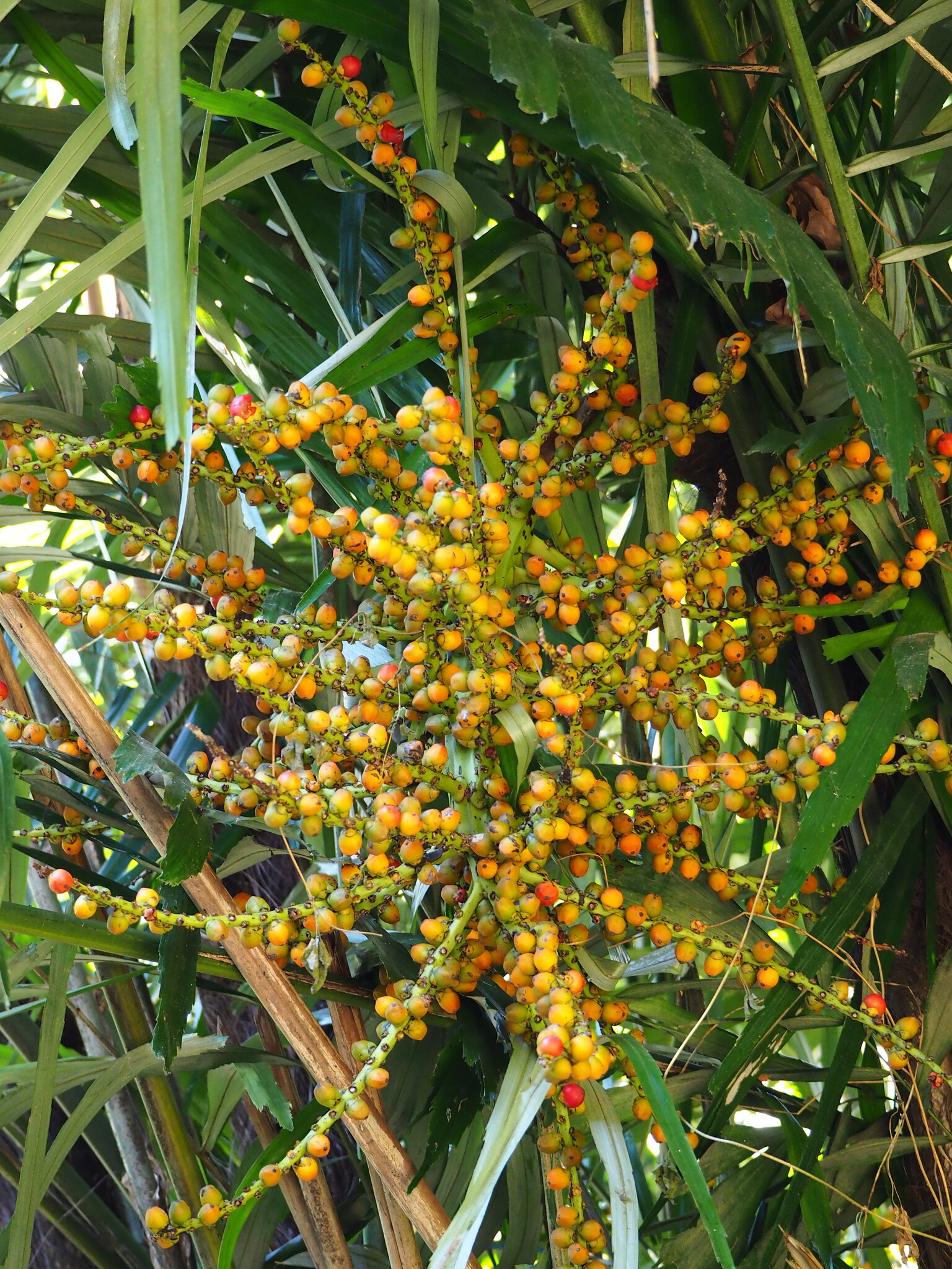 Arenga Palm (Arenga engleri)