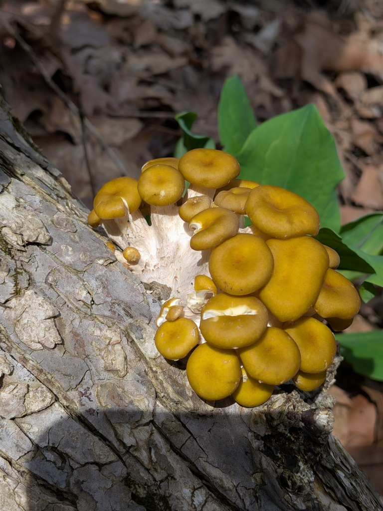 Pleurotus citrinopileatus