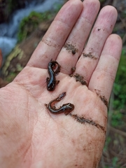 Salamandra salamandra gallaica