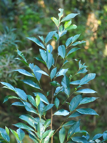 King's Fig (Ficus ampelos)