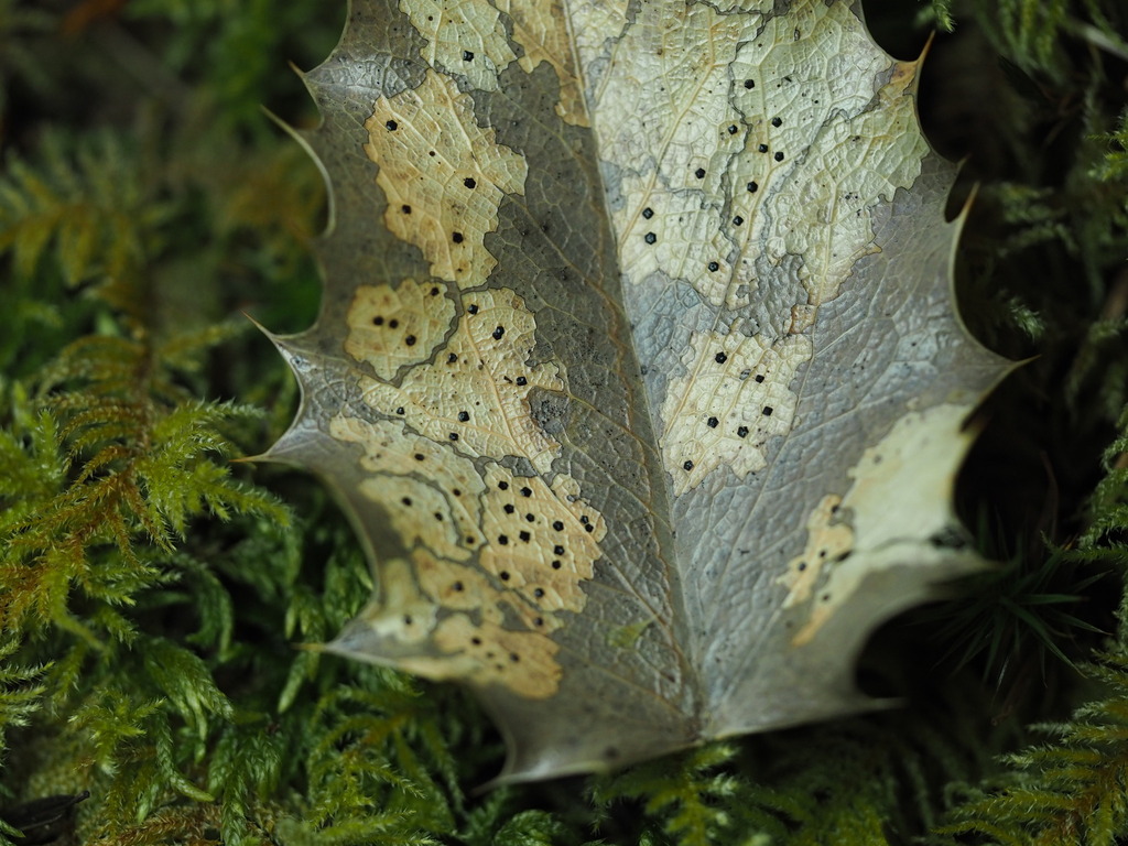 Hypohelion sp. 'BC03'