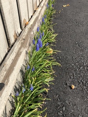 Muscari botryoides