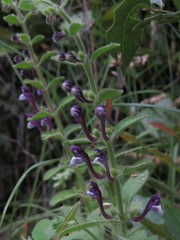 Scutellaria brevibracteata
