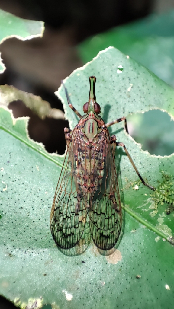 Lappida fusca