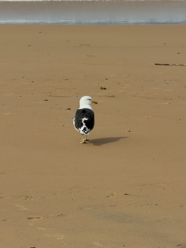 iNaturalist: (c) A/Prof Kate Umbers, some rights reserved (CC BY-NC), uploaded by A/Prof Kate Umbers iNaturalist image