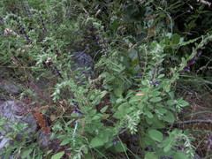 Scutellaria brevibracteata