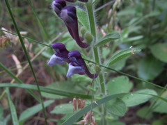 Scutellaria brevibracteata